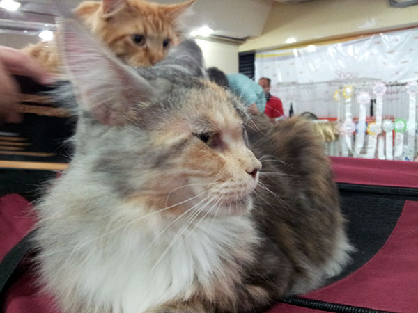 Gatos del criadero en la exposición de Buenos Aires, 2012