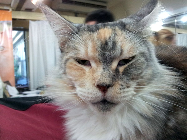 Gatos del criadero en la exposición de Buenos Aires, 2012