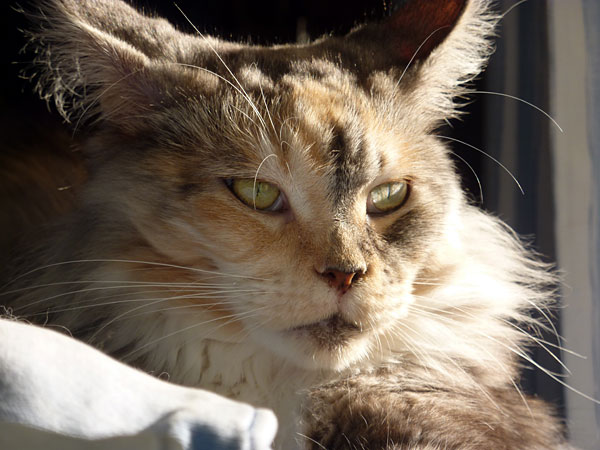 Gatos del criadero en la exposición de Buenos Aires, 2012