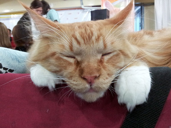 Gatos del criadero en la exposición de Buenos Aires, 2012