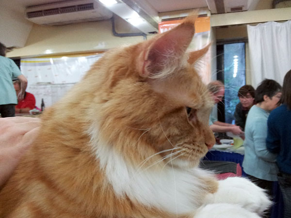Gatos del criadero en la exposición de Buenos Aires, 2012