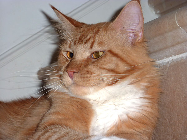 Gatos del criadero en la exposición de Buenos Aires, 2012