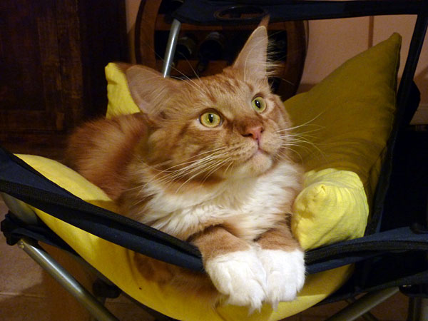 Gatos del criadero en la exposición de Buenos Aires, 2012