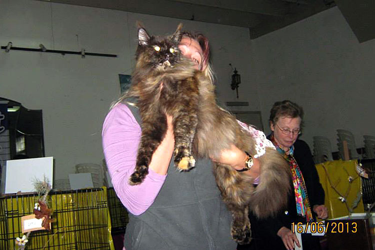 Gatos del criadero en la exposición de Montevideo, 2013