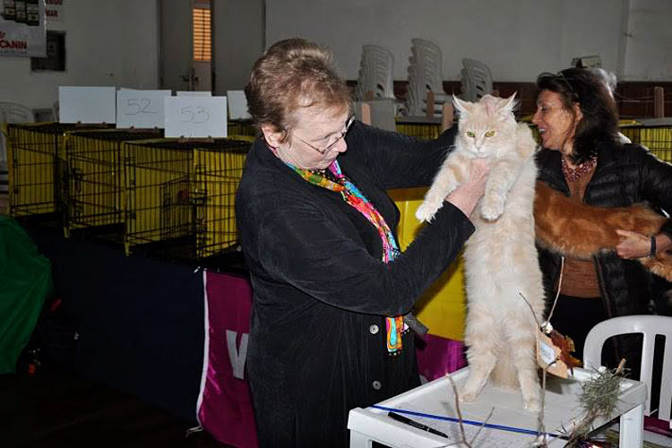 Gatos del criadero en la exposición de Montevideo, 2013