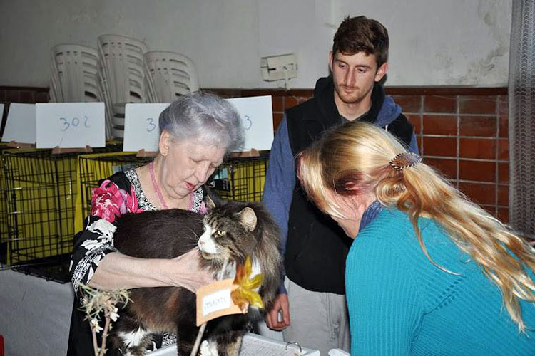 Gatos del criadero en la exposición de Montevideo, 2013