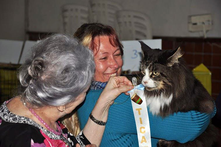 Gatos del criadero en la exposición de Montevideo, 2013