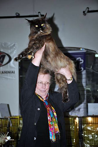 Gatos del criadero en la exposición de Montevideo, 2013