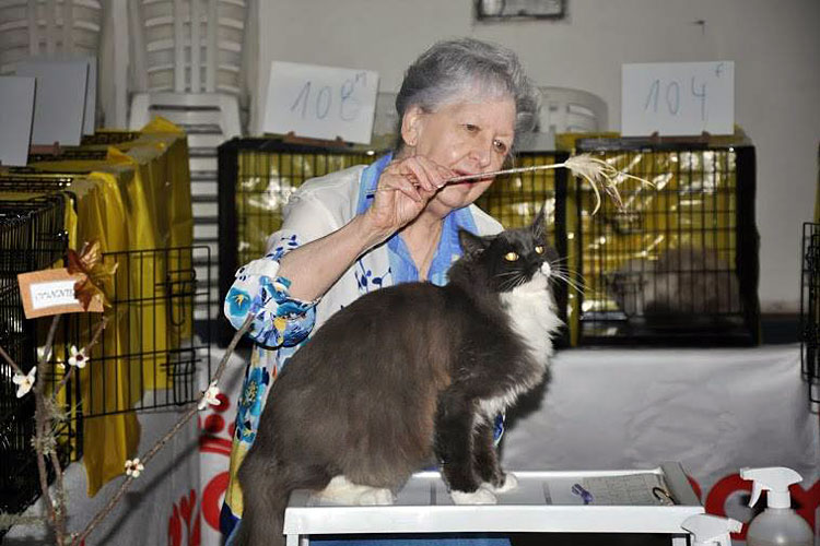Gatos del criadero en la exposición de Montevideo, 2013