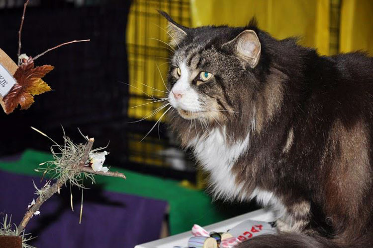 Gatos del criadero en la exposición de Montevideo, 2013