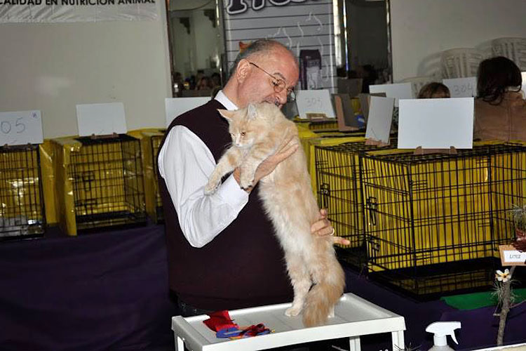 Gatos del criadero en la exposición de Montevideo, 2013