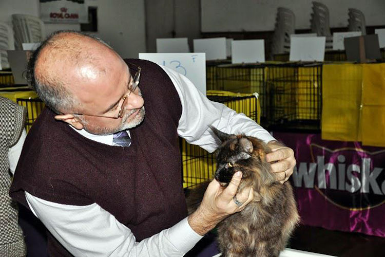 Gatos del criadero en la exposición de Montevideo, 2013