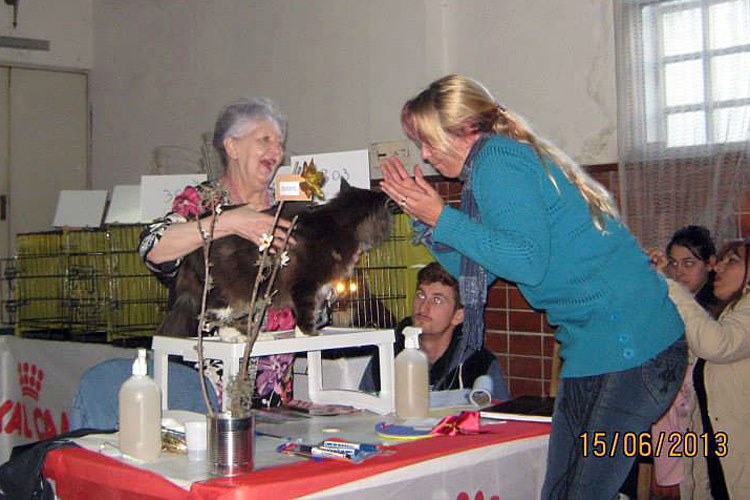 Gatos del criadero en la exposición de Montevideo, 2013