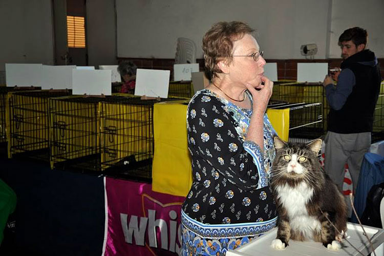 Gatos del criadero en la exposición de Montevideo, 2013