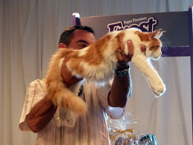 JustCoons Lux Lacey en la exposición de Montevideo, 2014