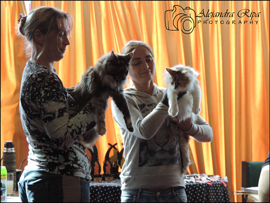 Gatos del criadero en la exposición de Colonia, 2015