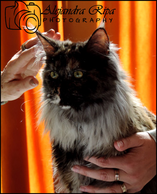 Gatos del criadero en la exposición de Colonia, 2015