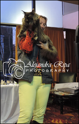 Gatos del criadero en la exposición de Colonia, 2015
