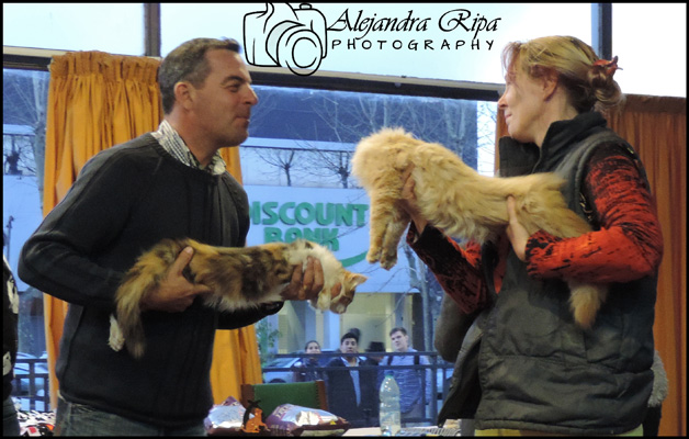 Gatos del criadero en la exposición de Colonia, 2015