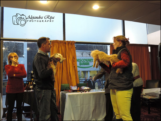 Gatos del criadero en la exposición de Colonia, 2015