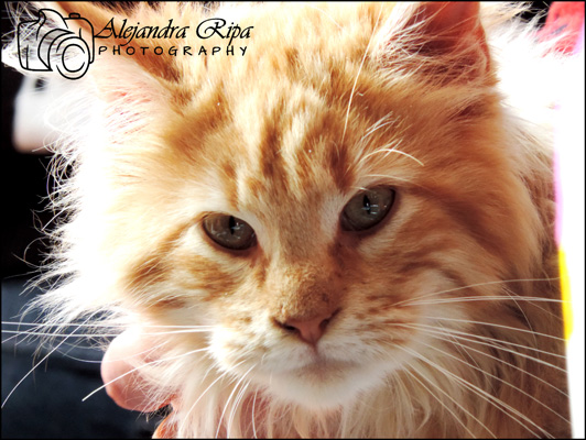 Gatos del criadero en la exposición de Colonia, 2015