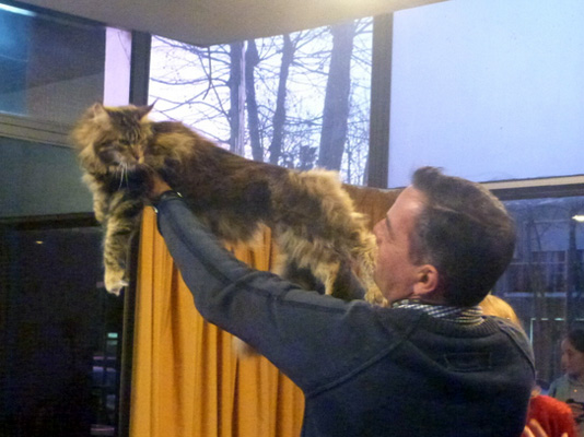 Gatos del criadero en la exposición de Colonia, 2015