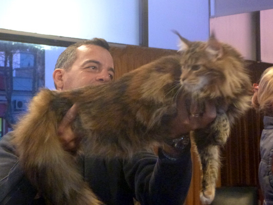Gatos del criadero en la exposición de Colonia, 2015
