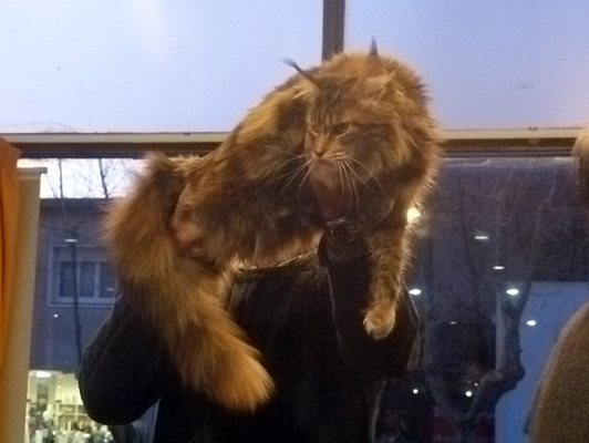 Gatos del criadero en la exposición de Colonia, 2015