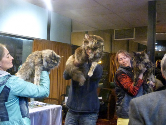 Gatos del criadero en la exposición de Colonia, 2015