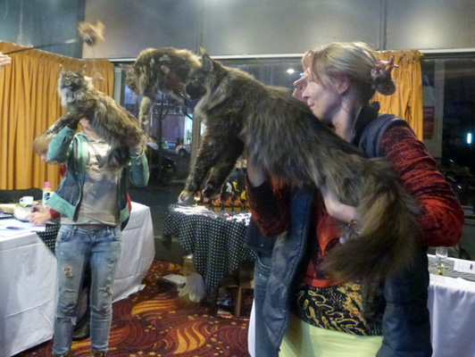 Gatos del criadero en la exposición de Colonia, 2015