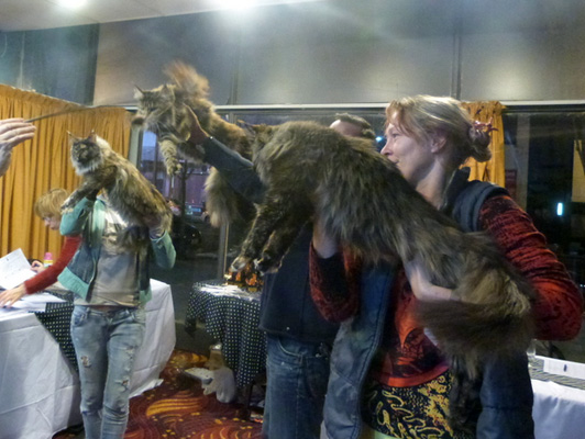 Gatos del criadero en la exposición de Colonia, 2015