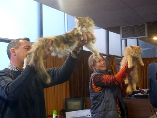 Gatos del criadero en la exposición de Colonia, 2015