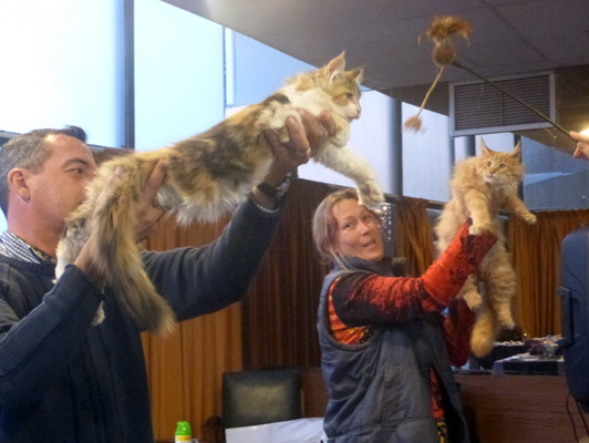 Gatos del criadero en la exposición de Colonia, 2015