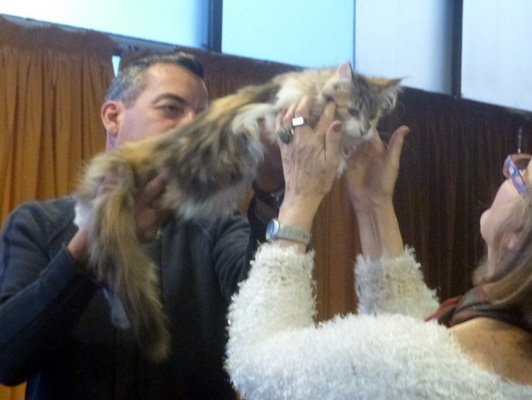 Gatos del criadero en la exposición de Colonia, 2015