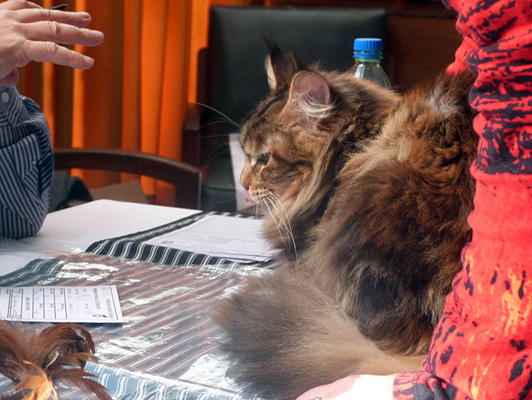 Gatos del criadero en la exposición de Colonia, 2015