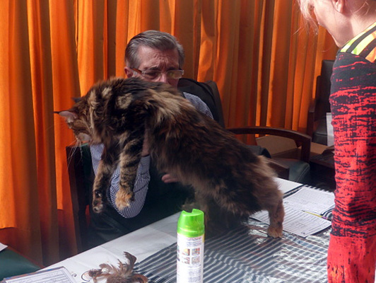 Gatos del criadero en la exposición de Colonia, 2015