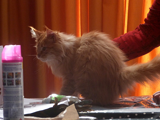 Gatos del criadero en la exposición de Colonia, 2015