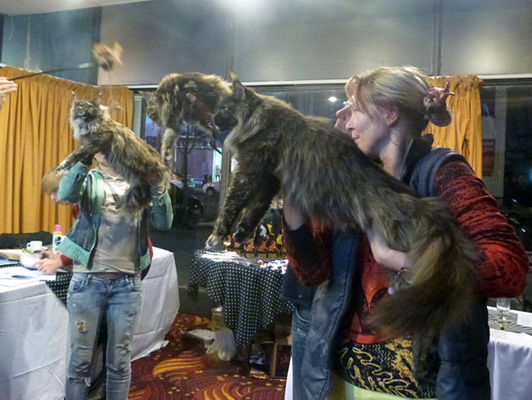 Gatos del criadero en la exposición de Colonia, 2015