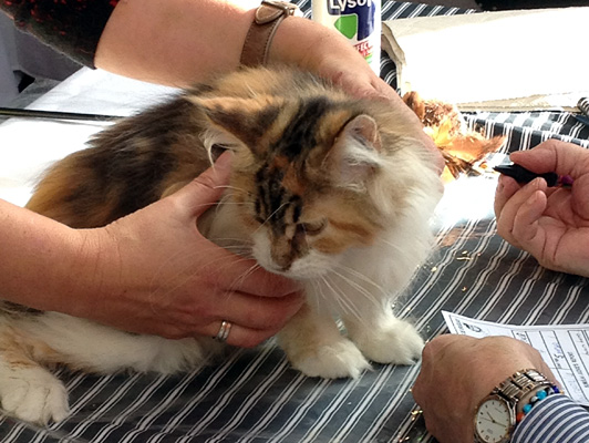 Gatos del criadero en la exposición de Colonia, 2015