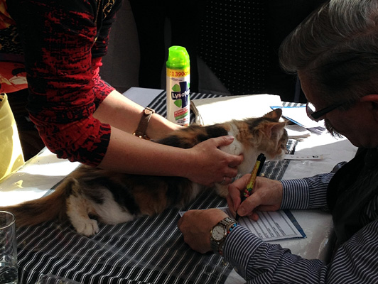 Gatos del criadero en la exposición de Colonia, 2015