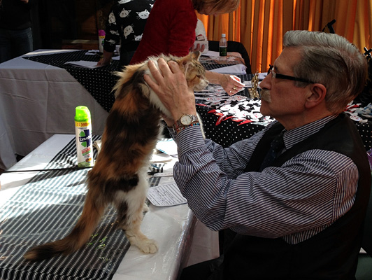 Gatos del criadero en la exposición de Colonia, 2015