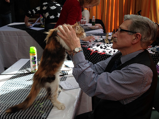 Gatos del criadero en la exposición de Colonia, 2015
