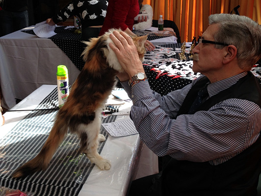 Gatos del criadero en la exposición de Colonia, 2015