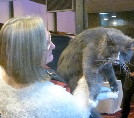 Gatos del criadero en la exposición de Colonia, 2015