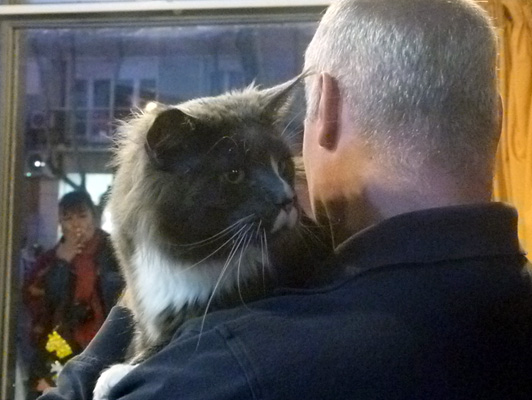 Gatos del criadero en la exposición de Colonia, 2015