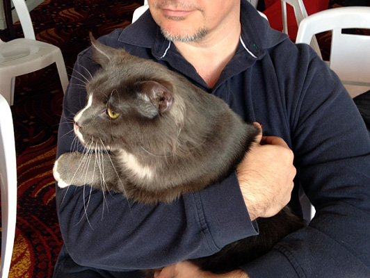 Gatos del criadero en la exposición de Colonia, 2015