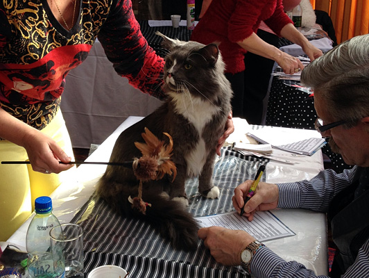 Gatos del criadero en la exposición de Colonia, 2015