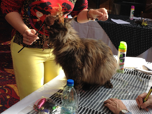 Gatos del criadero en la exposición de Colonia, 2015