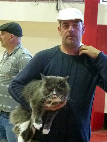 Gatos del criadero en la exposición de Mar del Plata, 2015