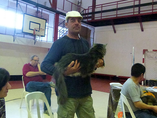 Gatos del criadero en la exposición de Mar del Plata, 2015